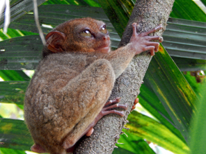 Bohol Tarsier