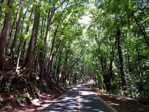 Bohol Manmade Forest