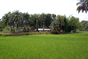 Bohol Ricefield