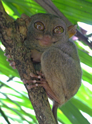 Bohol Tarsier